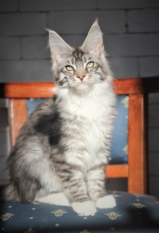 UA*White Shadows Monterini - Kitten maine-coon 4 months 0.5 weeks