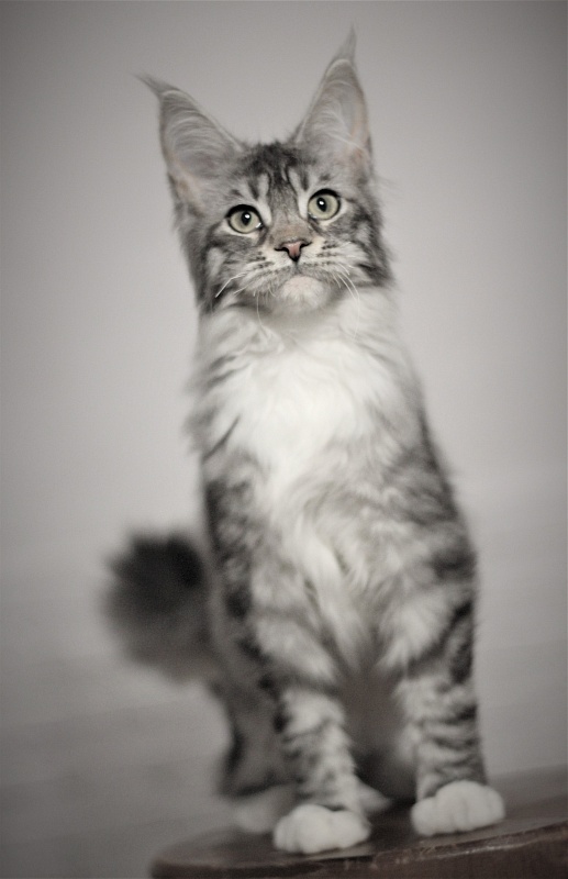 UA*White Shadows Monterini - Kitten maine-coon 5 months