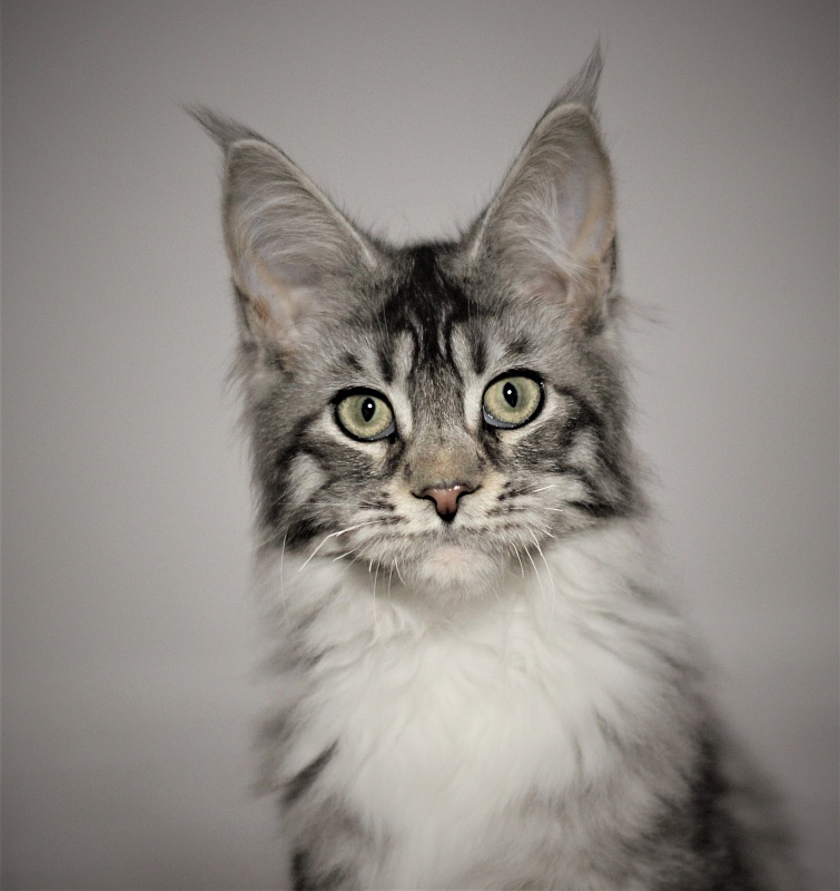 UA*White Shadows Monterini - Kitten maine-coon 5 months