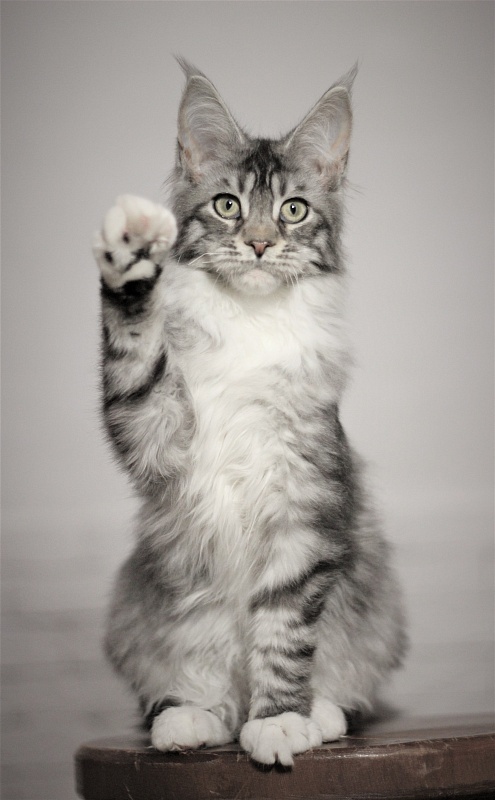 UA*White Shadows Monterini - Kitten maine-coon 5 months