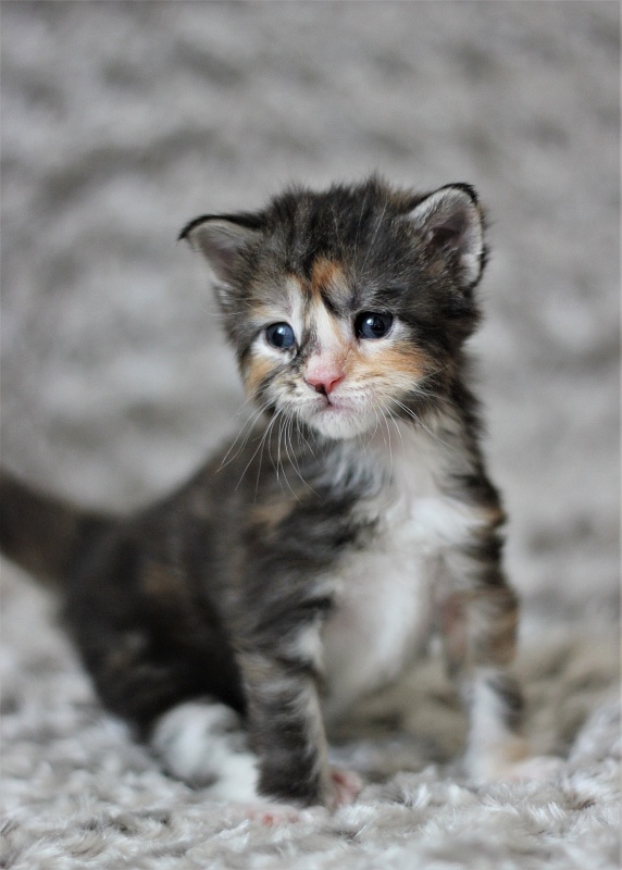 Wella Monterini - Kitten maine-coon 3 weeks