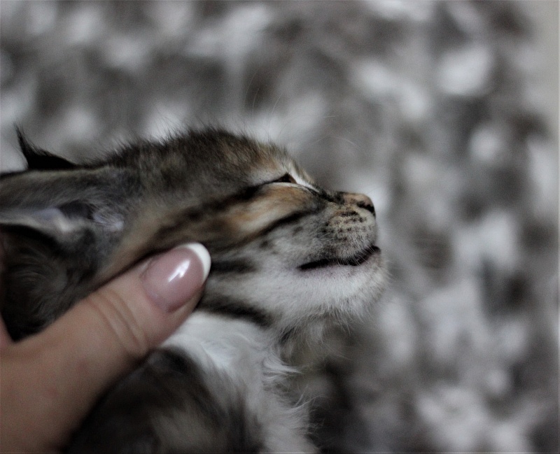 Wella Monterini - Kitten maine-coon 1 month 3 weeks