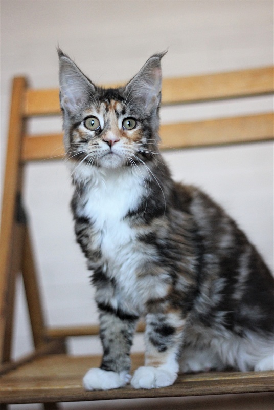 Wella Monterini - Kitten maine-coon 3 months 2 weeks