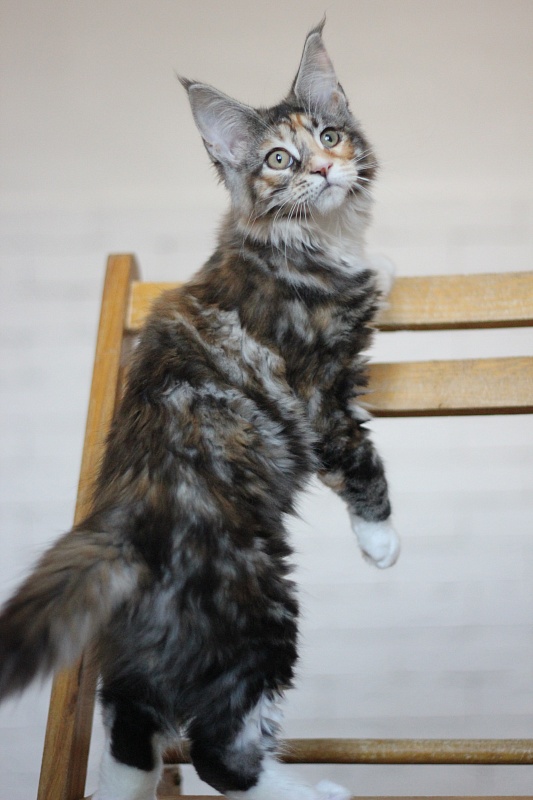 Wella Monterini - Kitten maine-coon 3 months 2 weeks