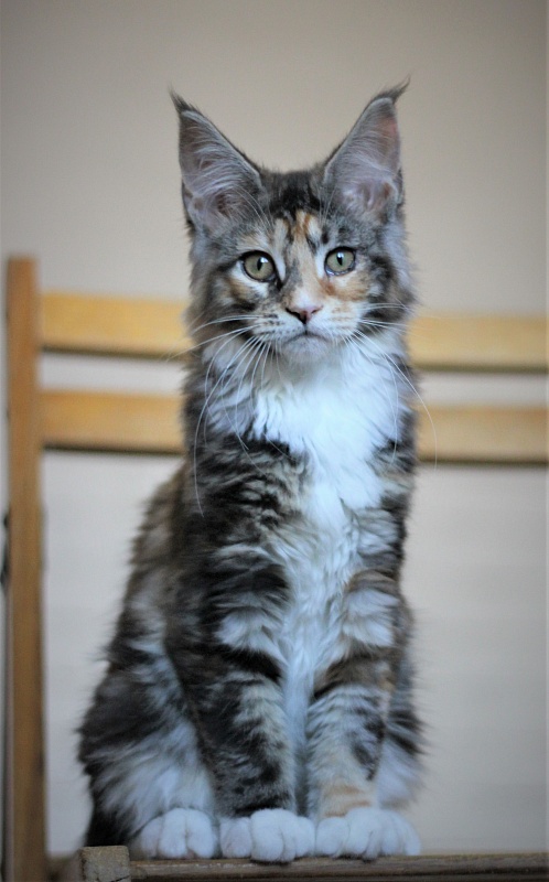 Wella Monterini - Kitten maine-coon 3 months 2 weeks