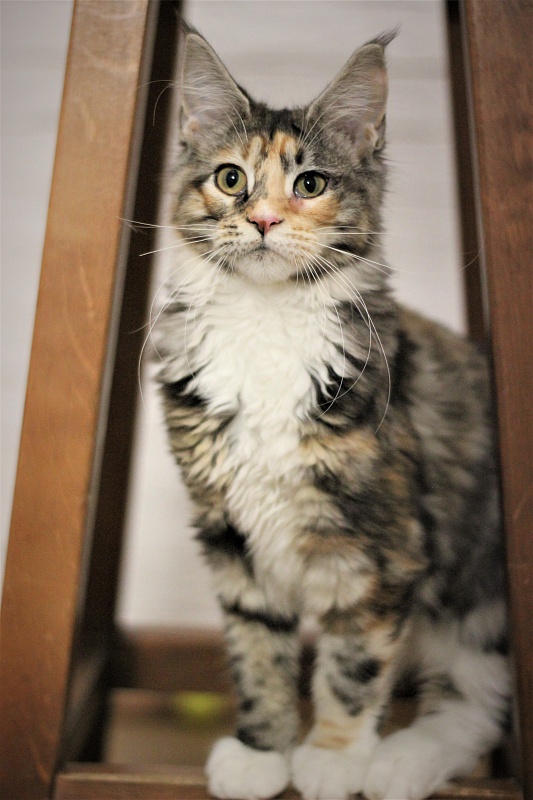 Wella Monterini - Kitten maine-coon 5 months