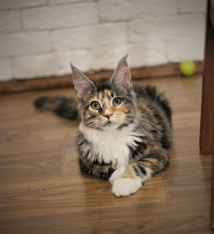 Wella Monterini - Kitten maine-coon 5 months