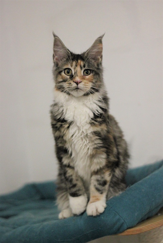 Wella Monterini - Kitten maine-coon 5 months