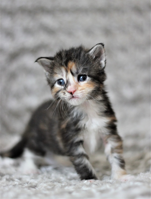 Wella Monterini - Kitten maine-coon 3 weeks