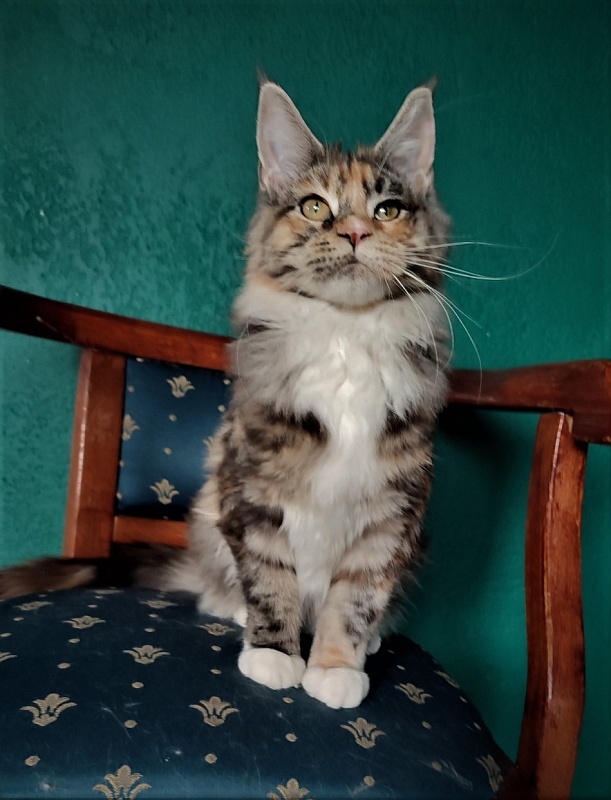 Wella Monterini - Kitten maine-coon 6 months 1 week