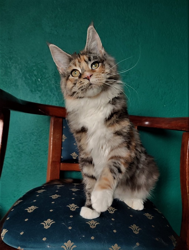 Wella Monterini - Kitten maine-coon 6 months 1 week