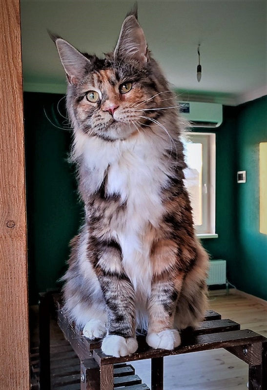 Wella Monterini - Junior maine-coon 7 months 3.5 weeks