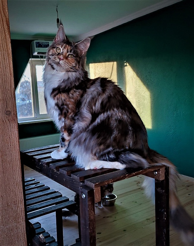 Wella Monterini - Junior maine-coon 7 months 3.5 weeks