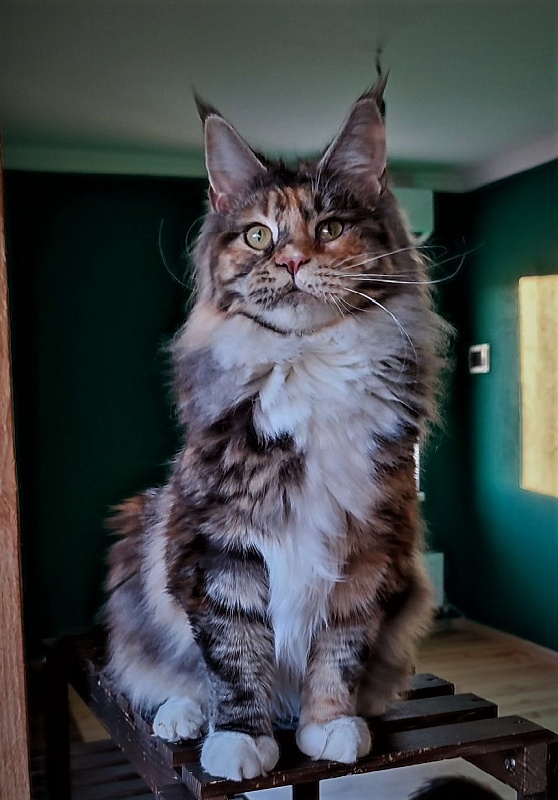 Wella Monterini - Junior maine-coon 7 months 3.5 weeks