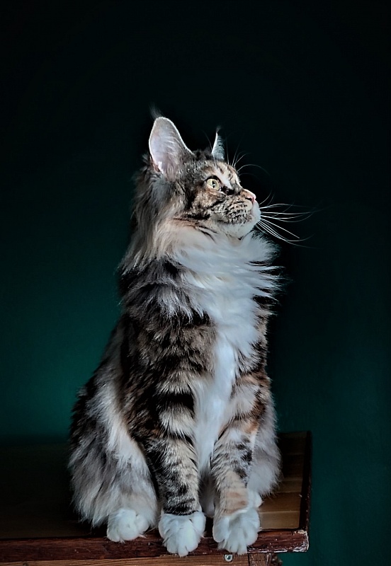 Wella Monterini - Junior maine-coon 8 months 4 weeks