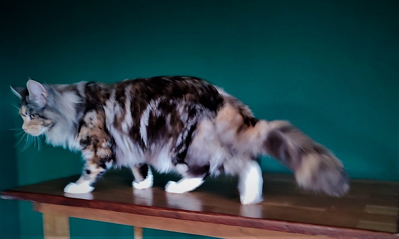 Wella Monterini - Junior maine-coon 8 months 4 weeks