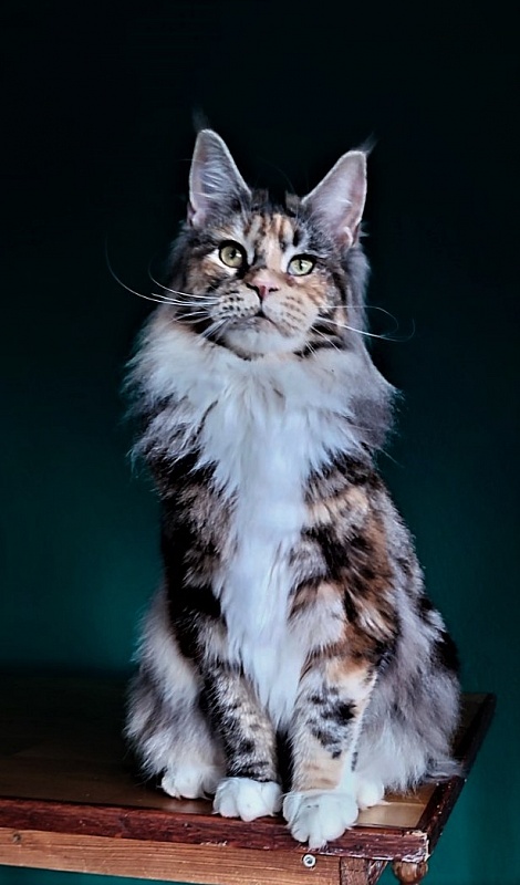 Wella Monterini - Junior maine-coon 8 months 4 weeks