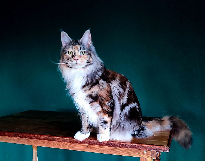 Wella Monterini - Junior maine-coon 8 months 4 weeks