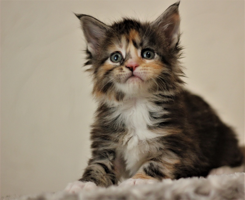 Wella Monterini - Kitten maine-coon 1 month 1 week