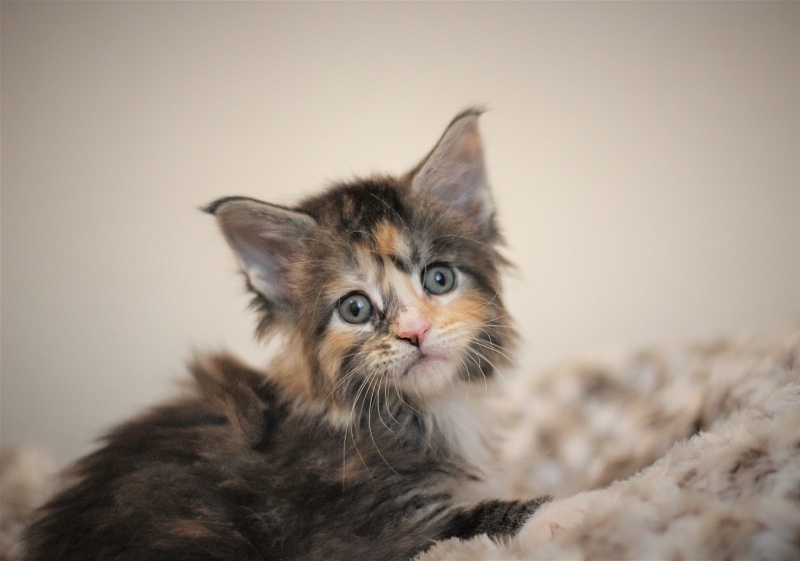 Wella Monterini - Kitten maine-coon 1 month 1 week