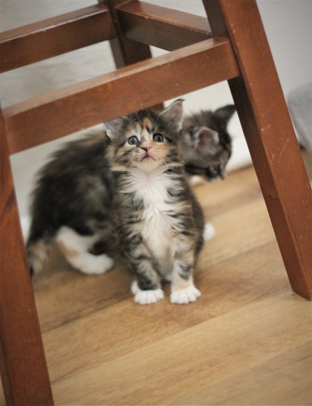 Wella Monterini - Kitten maine-coon 1 month 1 week