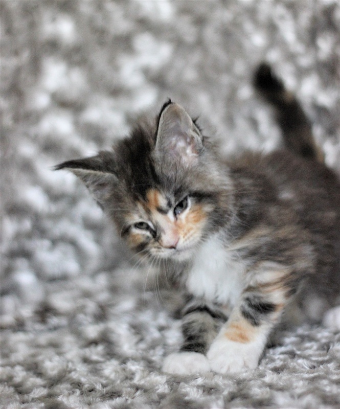 Wella Monterini - Kitten maine-coon 1 month 3 weeks