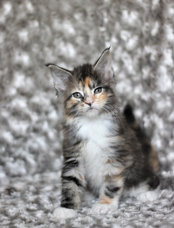 Wella Monterini - Kitten maine-coon 1 month 3 weeks