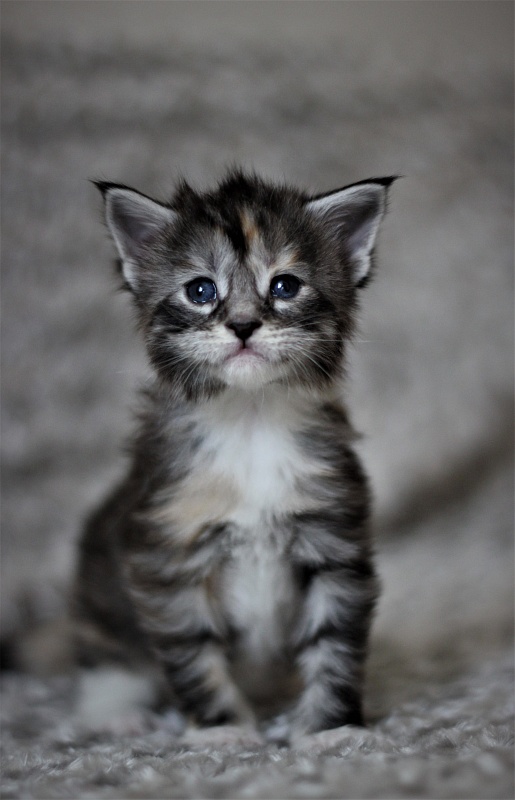 Wikipedia Monterini - Кошеня мейн-кун 3 тижні