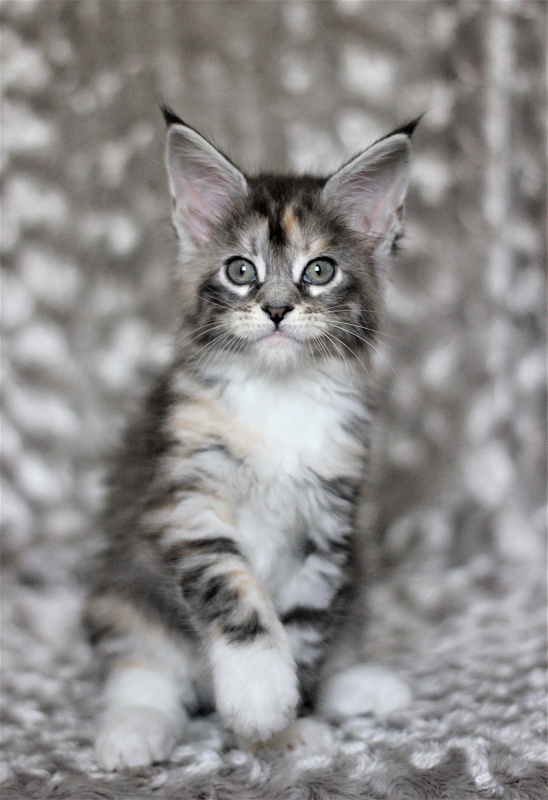 Wikipedia Monterini - Кошеня мейн-кун 1 місяць 3 тижні