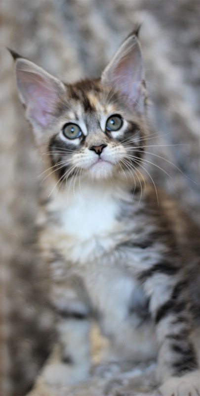 Wikipedia Monterini - Кошеня мейн-кун 2 місяця