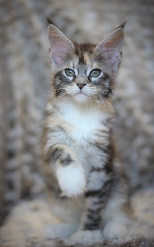 Wikipedia Monterini - Кошеня мейн-кун 2 місяця