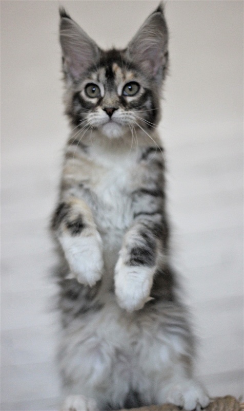 Wikipedia Monterini - Кошеня мейн-кун 3 місяця