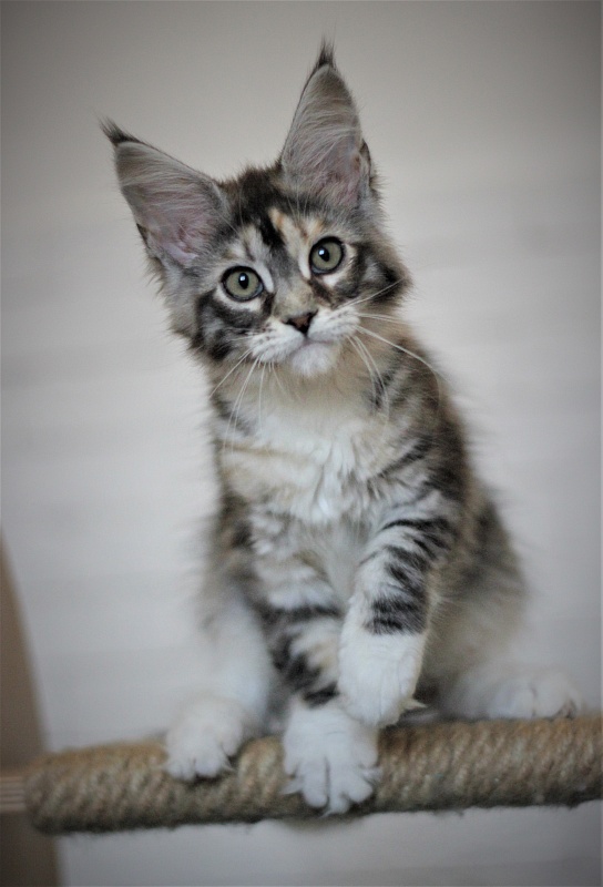 Wikipedia Monterini - Кошеня мейн-кун 3 місяця