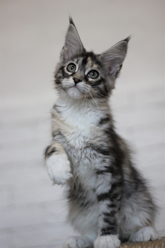 Wikipedia Monterini - Кошеня мейн-кун 3 місяця