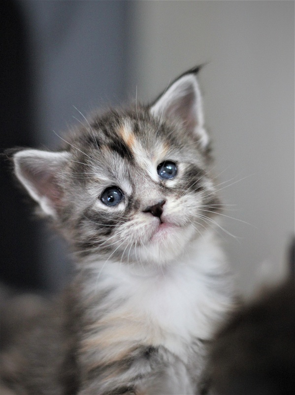 Wikipedia Monterini - Кошеня мейн-кун 3 тижні