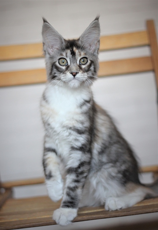 Wikipedia Monterini - Кошеня мейн-кун 3 місяця 2 тижні