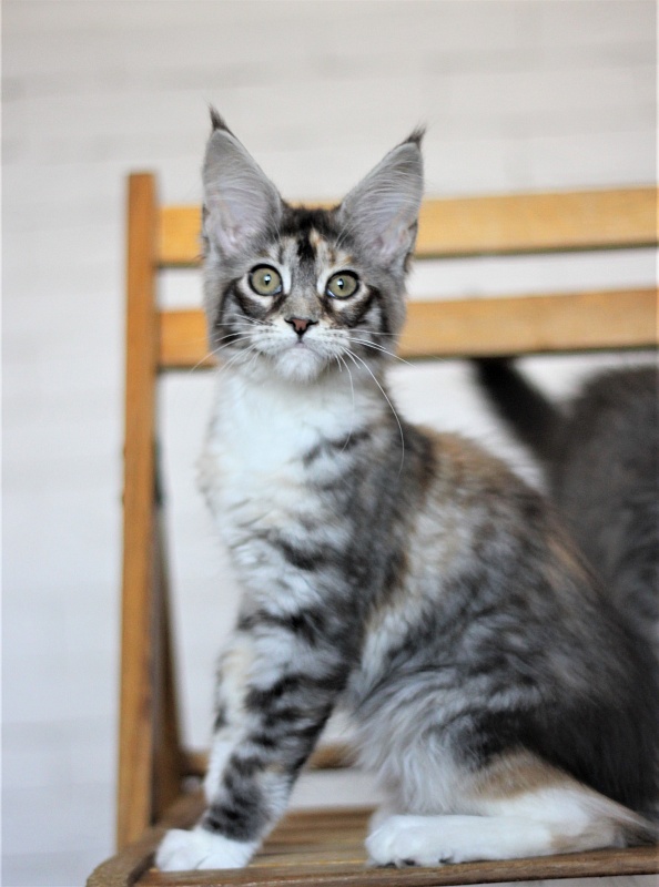 Wikipedia Monterini - Кошеня мейн-кун 3 місяця 2 тижні