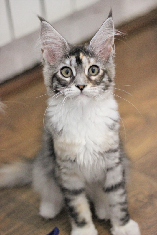 Wikipedia Monterini - Кошеня мейн-кун 3 місяця 2 тижні