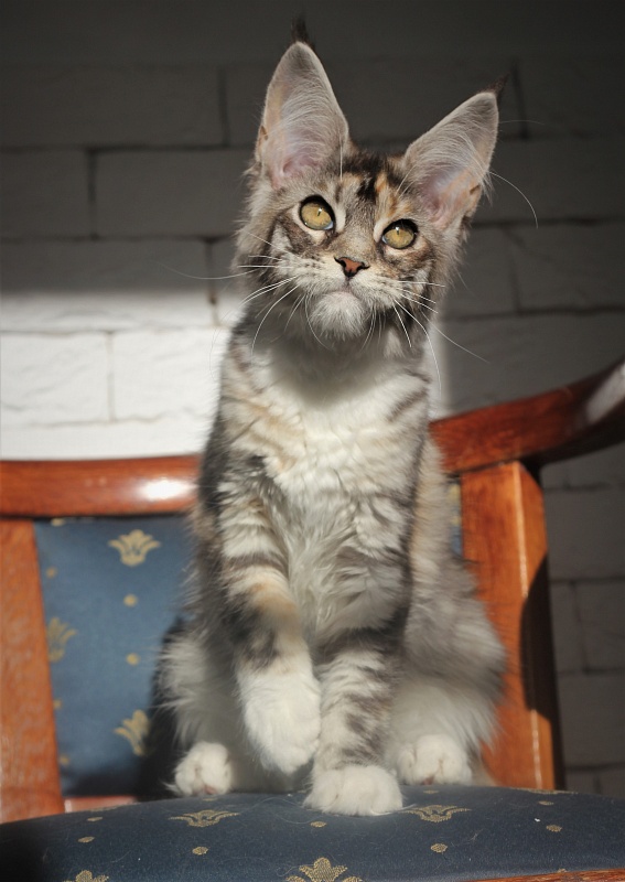 Wikipedia Monterini - Кошеня мейн-кун 4 місяця 0,5 тижнів