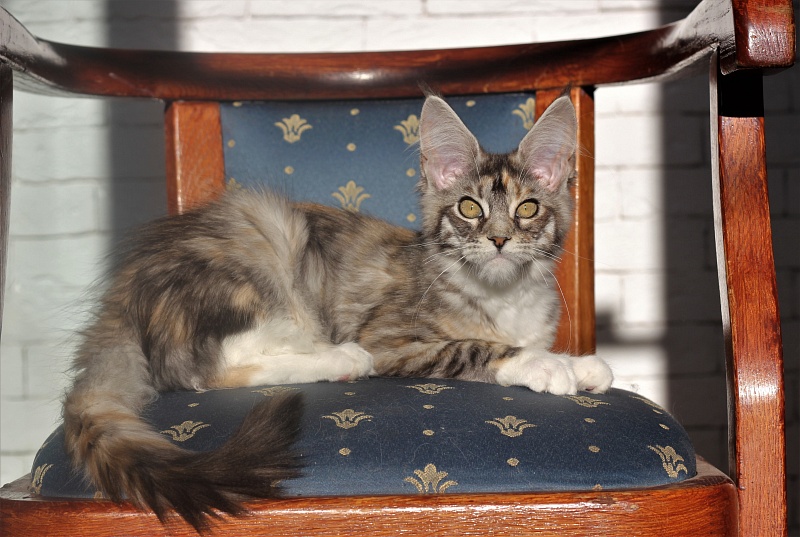 Wikipedia Monterini - Кошеня мейн-кун 4 місяця 0,5 тижнів