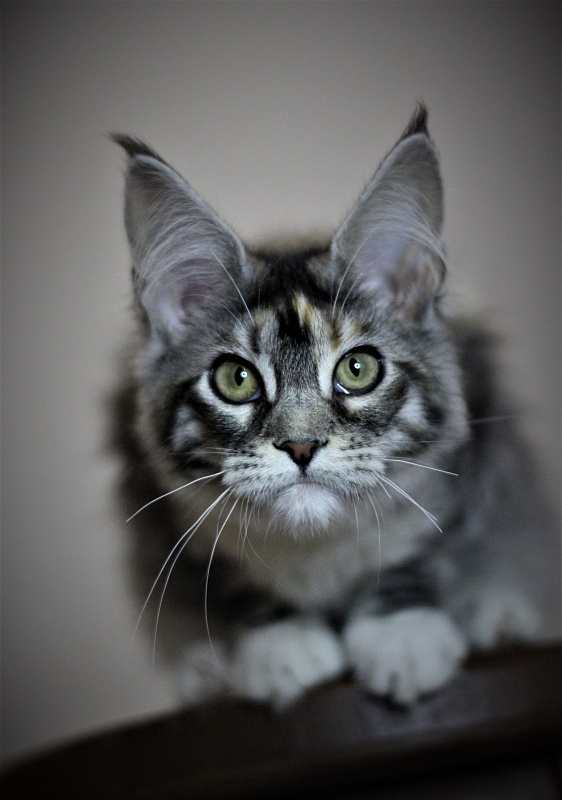 Wikipedia Monterini - Кошеня мейн-кун 4 місяця 3 тижні