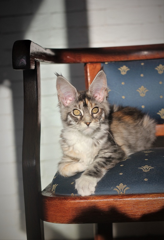 Wikipedia Monterini - Кошеня мейн-кун 4 місяця 0,5 тижнів