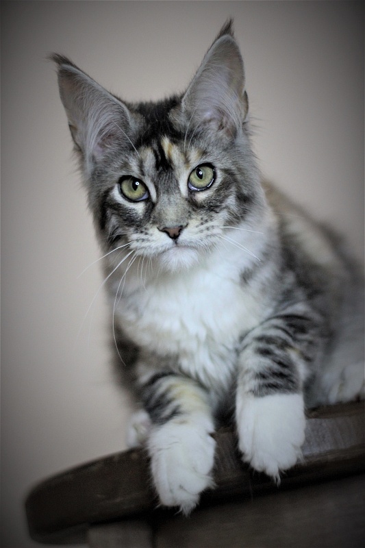 Wikipedia Monterini - Кошеня мейн-кун 4 місяця 3 тижні