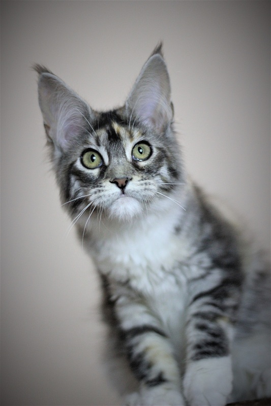 Wikipedia Monterini - Кошеня мейн-кун 4 місяця 3 тижні