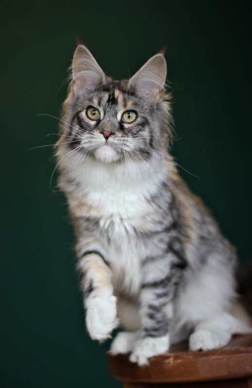 Wikipedia Monterini - Юніор мейн-кун 7 місяців 1 тиждень