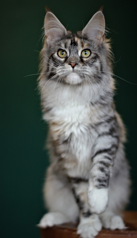 Wikipedia Monterini - Юніор мейн-кун 7 місяців 1 тиждень