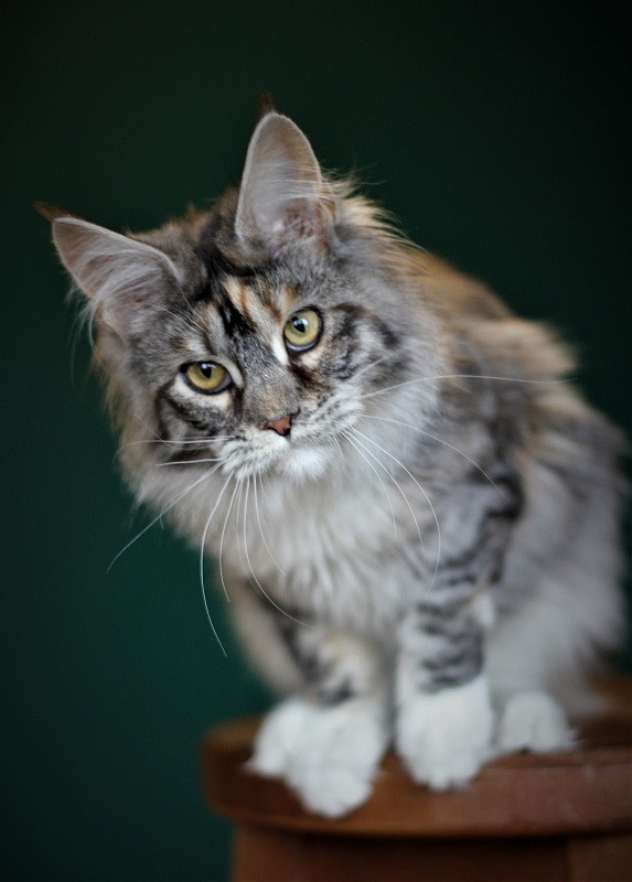 Wikipedia Monterini - Юніор мейн-кун 7 місяців 1 тиждень