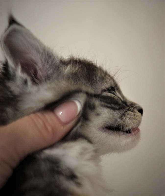 Wikipedia Monterini - Кошеня мейн-кун 1 місяць 1 тиждень