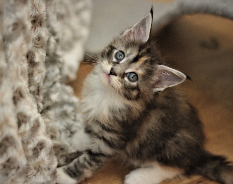 Wikipedia Monterini - Кошеня мейн-кун 1 місяць 1 тиждень