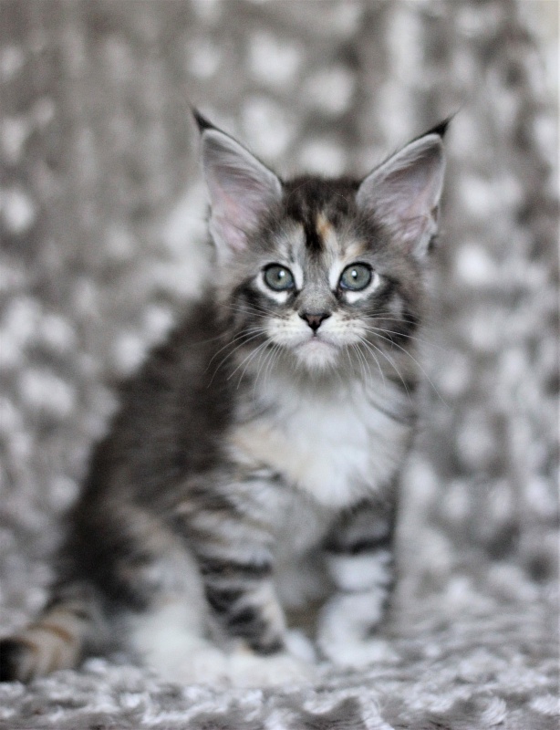 Wikipedia Monterini - Кошеня мейн-кун 1 місяць 3 тижні